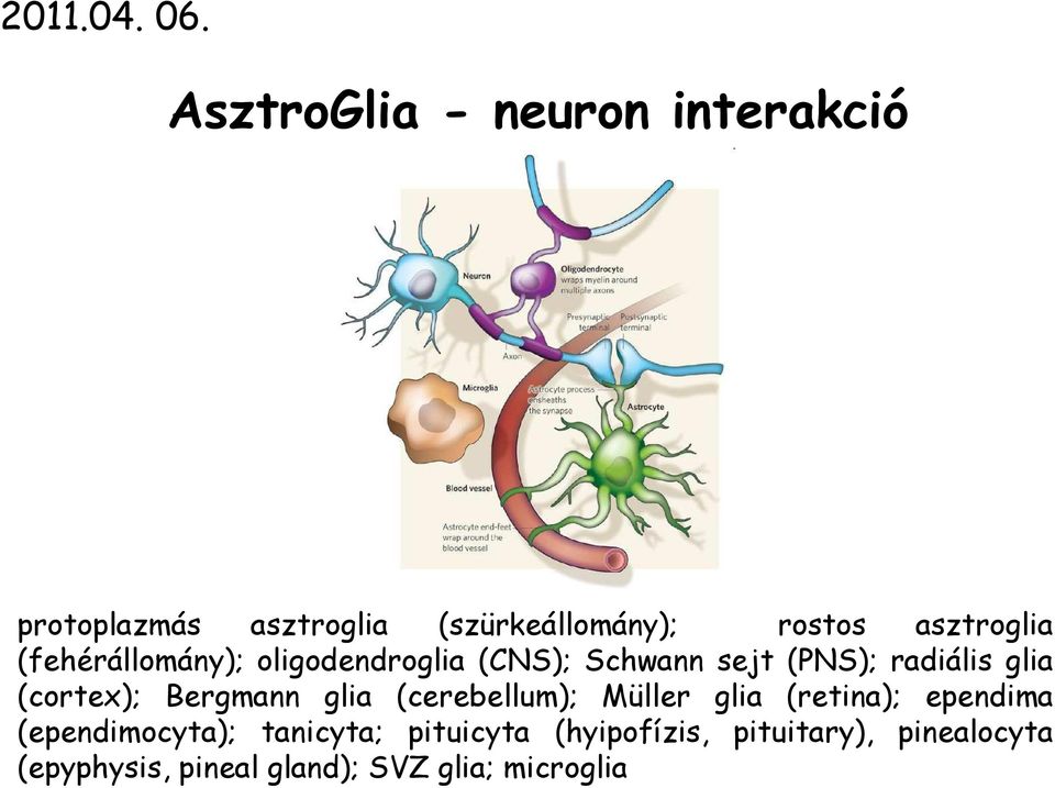 (fehérállomány); oligodendroglia (CNS); Schwann sejt (PNS); radiális glia (cortex);