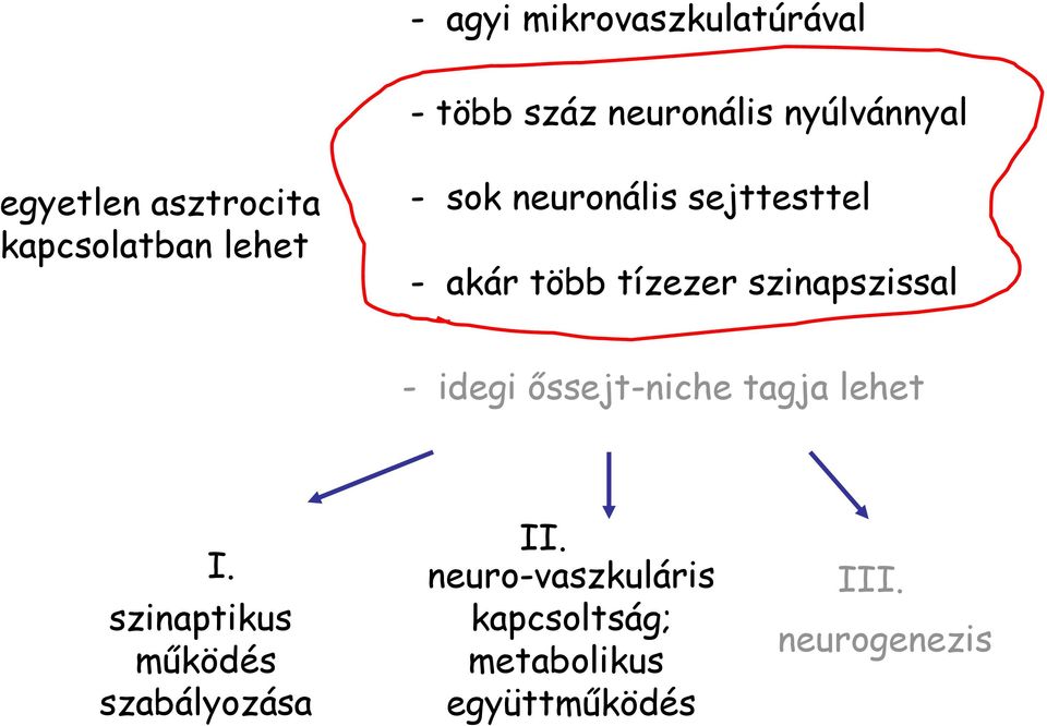 tízezer szinapszissal - idegi őssejt-niche tagja lehet I.