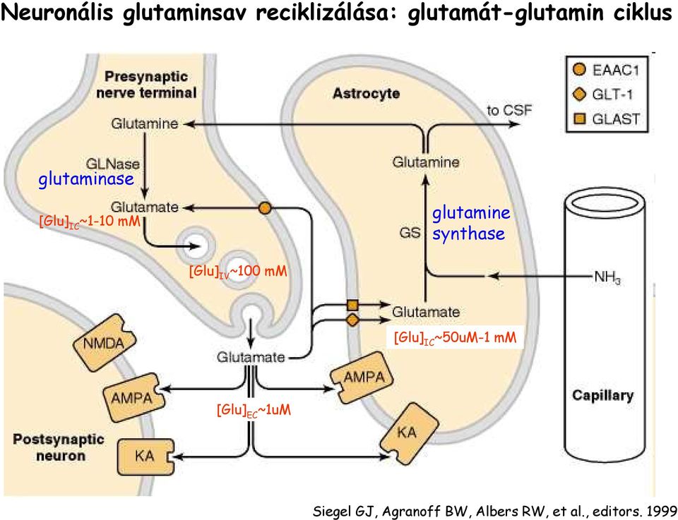 glutamine synthase [Glu] IV ~100 mm [Glu] IC ~50uM-1