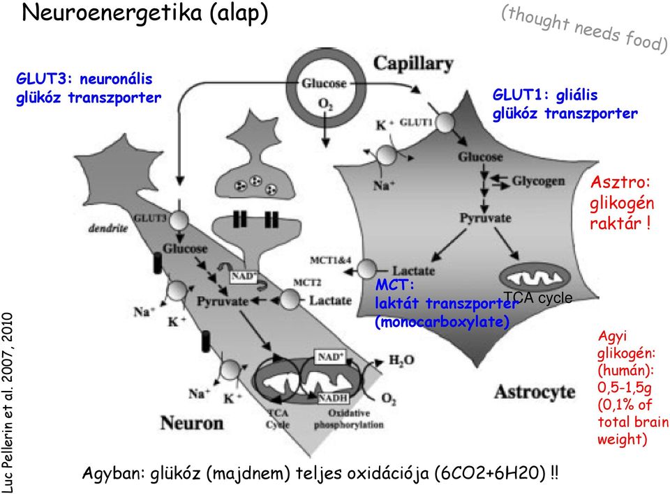 2007, 2010 MCT: laktát transzporter TCA cycle (monocarboxylate) Agyban: glükóz