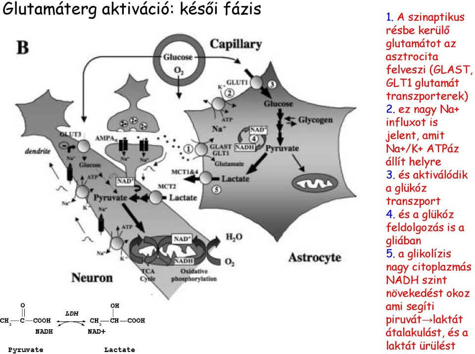 2. ez nagy Na+ influxot is jelent, amit Na+/K+ ATPáz állít helyre 3.