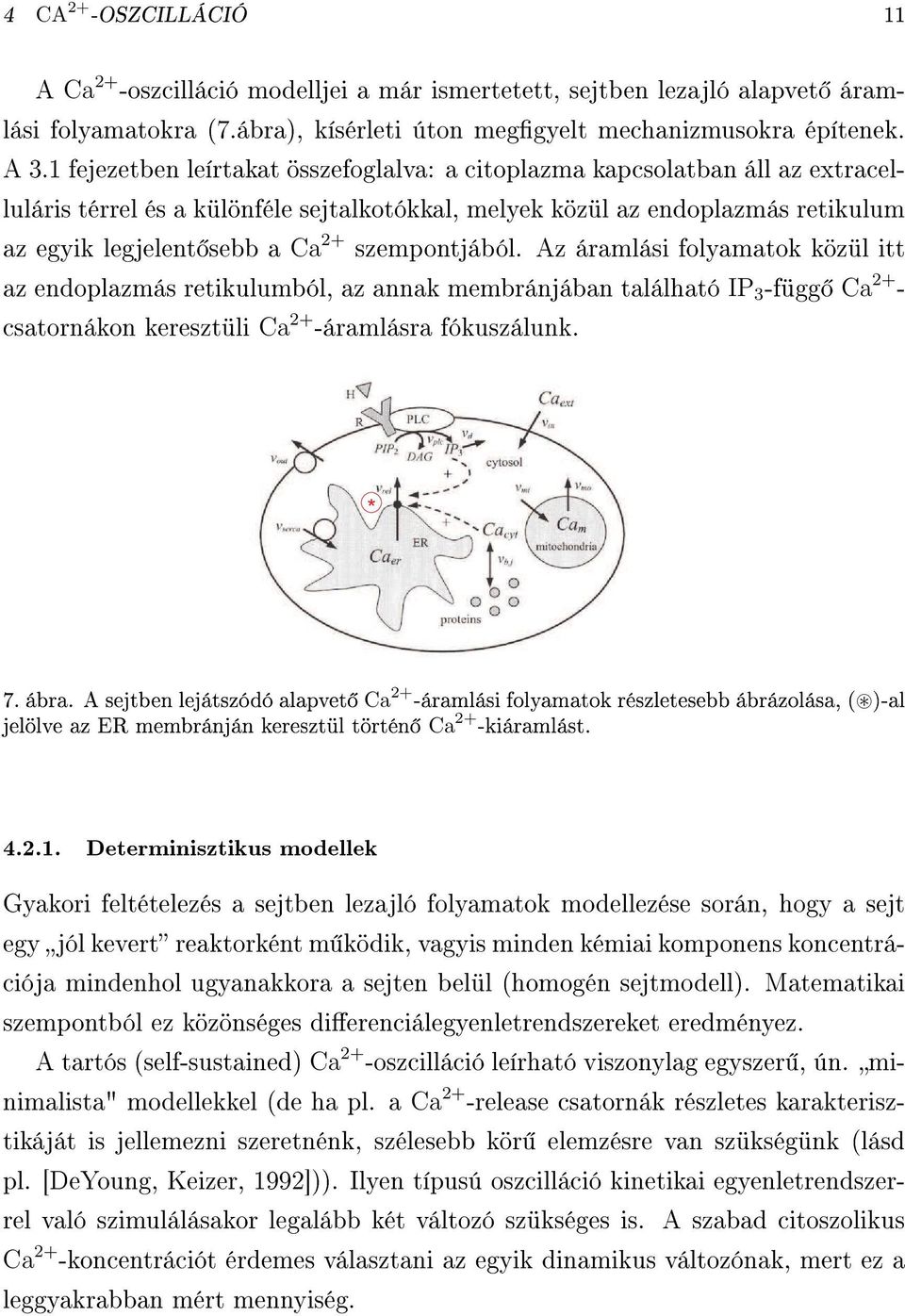 szempontjából. Az áramlási folamatok közül itt az endoplazmás retikulumból, az annak membránjában található IP 3 -függ Ca 2+ - csatornákon keresztüli Ca 2+ -áramlásra fókuszálunk. * 7. ábra.