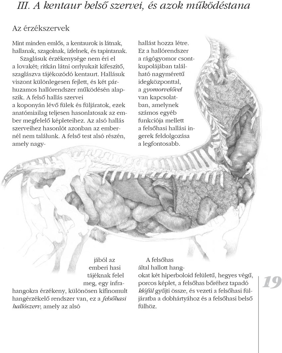 feldolgozása a legfontosabb. Mint minden emlős, a kentaurok is látnak, hallanak, szagolnak, ízlelnek, és tapintanak.