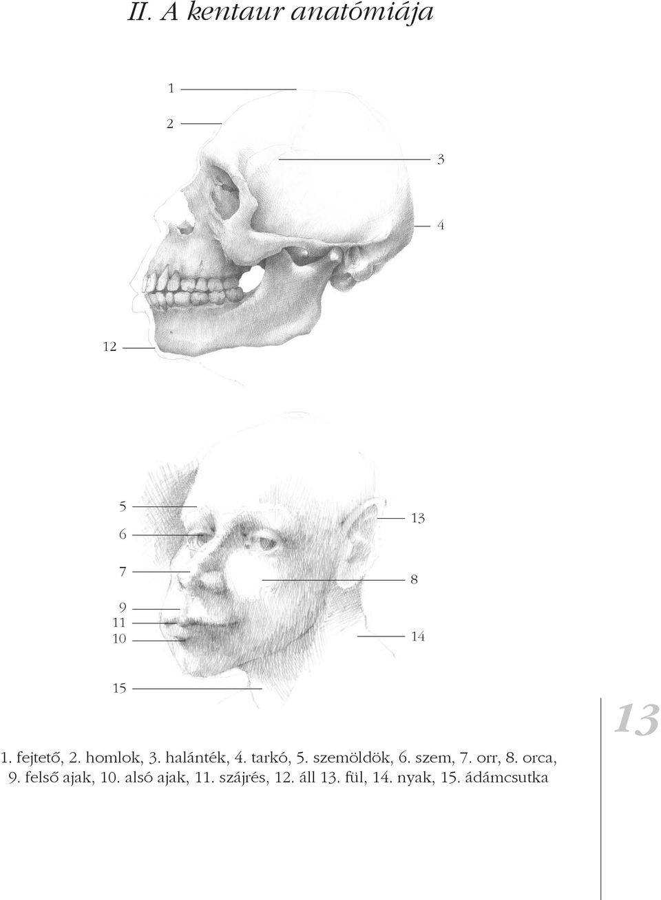 szemöldök, 6. szem, 7. orr, 8. orca, 9. felsô ajak, 10.