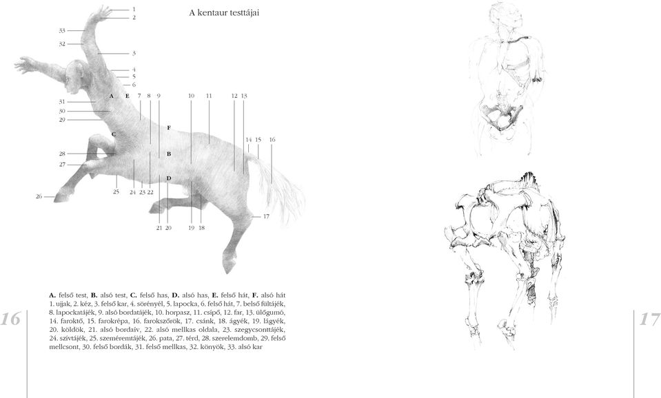 horpasz, 11. csípő, 12. far, 13. ülőgumó, 16 17 14. faroktő, 15. farokrépa, 16. farokszőrök, 17. csánk, 18. ágyék, 19. lágyék, 20. köldök, 21. alsó bordaív, 22.