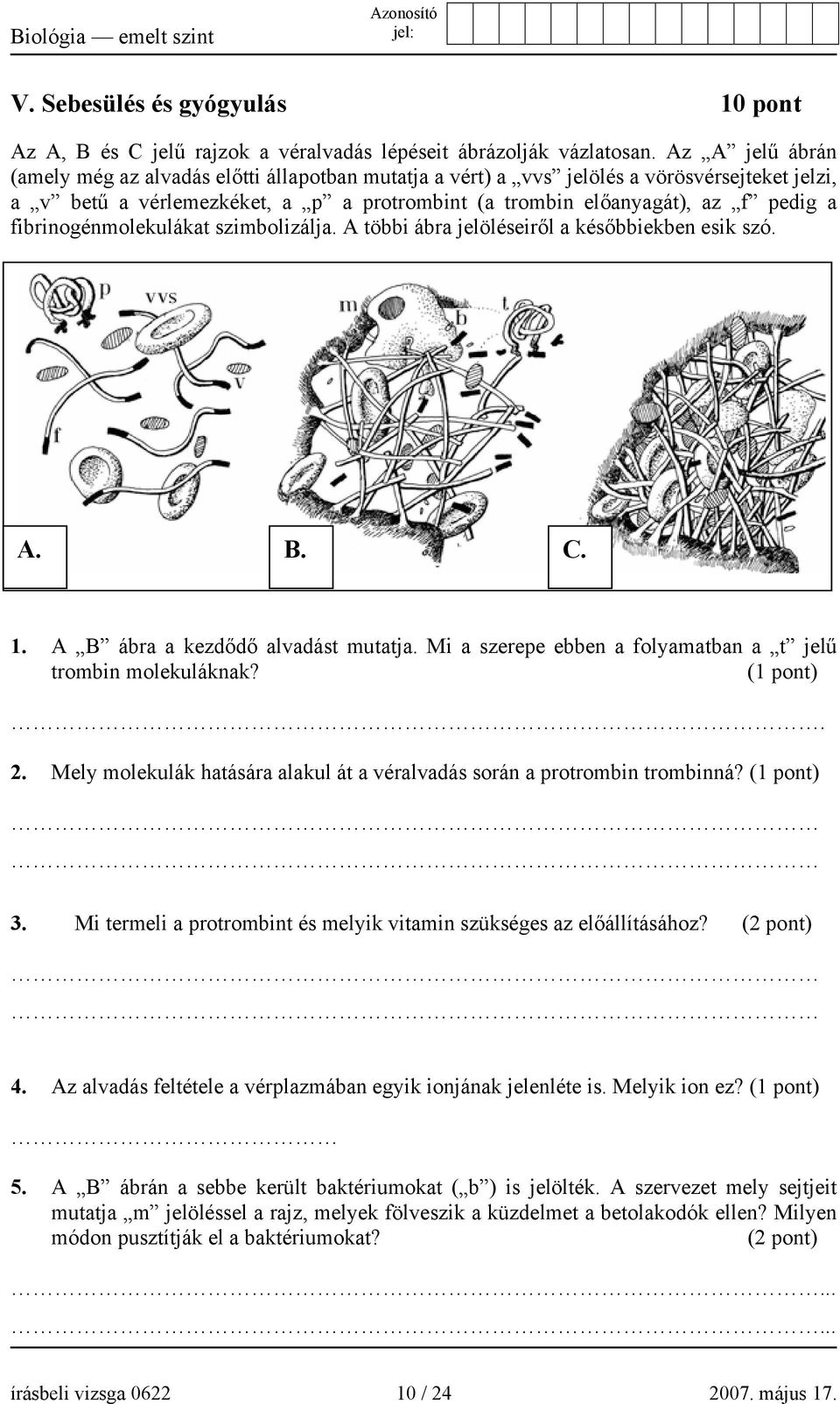 fibrinogénmolekulákat szimbolizálja. A többi ábra jelöléseiről a későbbiekben esik szó. A. B. C. 1. A B ábra a kezdődő alvadást mutatja. Mi a szerepe ebben a folyamatban a t jelű trombin molekuláknak?