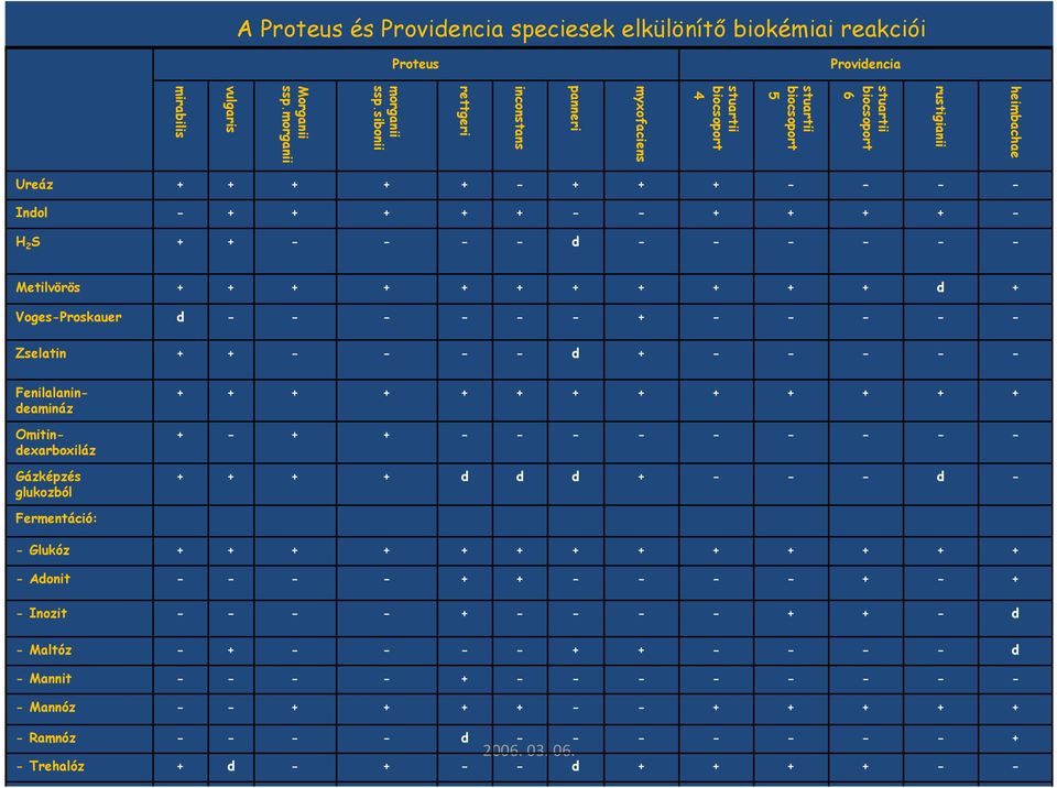 morganii vulgaris mirabilis Ureáz + + + + + - + + + - - - - Indol - + + + + + - - + + + + - H 2 S + + - - - - d - - - - - - Metilvörös + + + + + + + + + + + d + Voges-Proskauer d - - - - - - + - - -