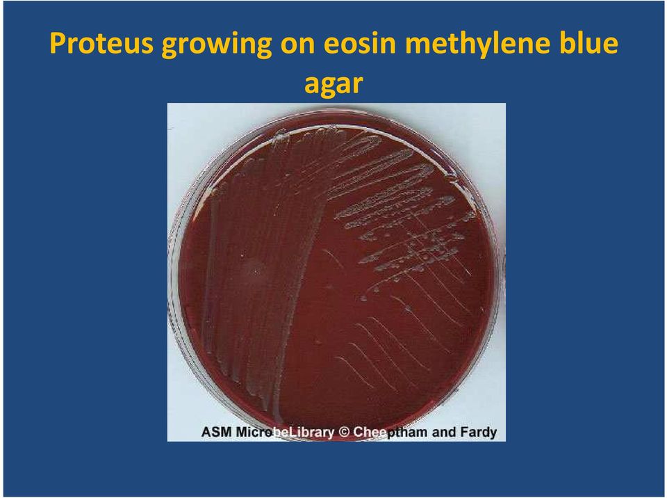 eosin