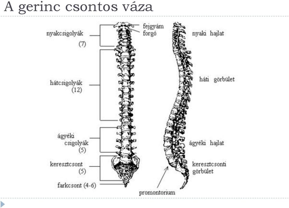 váza