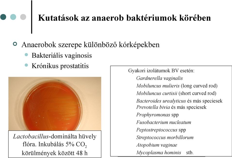 Inkubálás 5% CO2 körülmények között 48 h Gyakori izolátumok BV esetén: Gardnerella vaginalis Mobiluncus mulieris (long curved rod) Mobiluncus curtisii