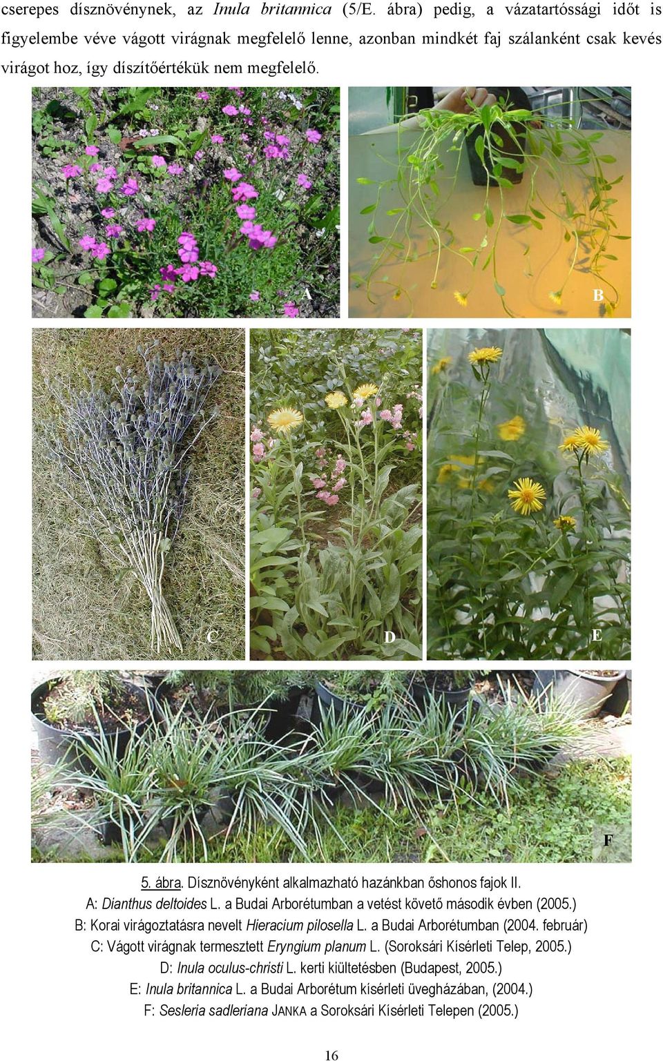 ábra. Dísznövényként alkalmazható hazánkban őshonos fajok II. A: Dianthus deltoides L. a Budai Arborétumban a vetést követő második évben (2005.