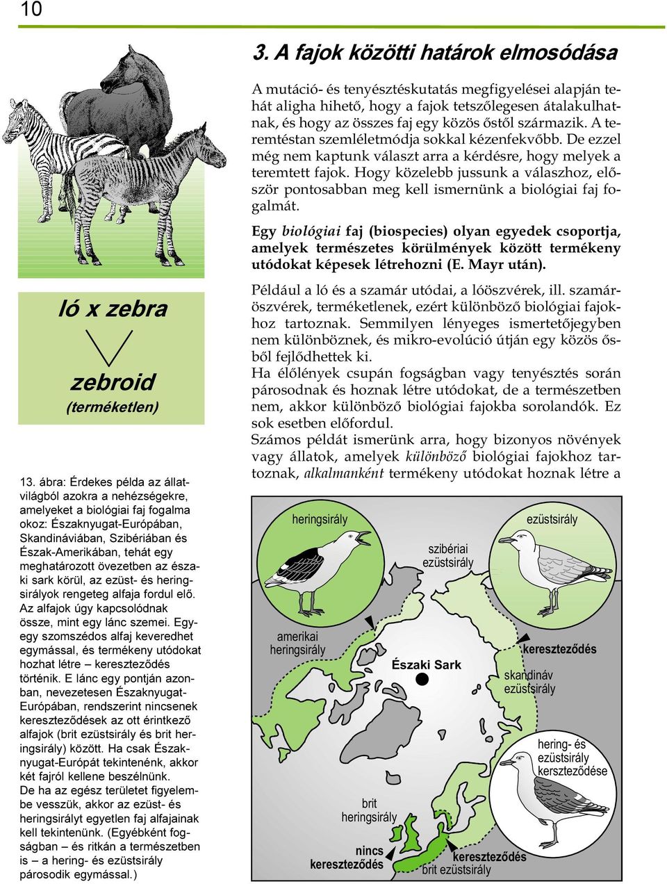 övezetben az északi sark körül, az ezüst- és heringsirályok rengeteg alfaja fordul elõ. Az alfajok úgy kapcsolódnak össze, mint egy lánc szemei.