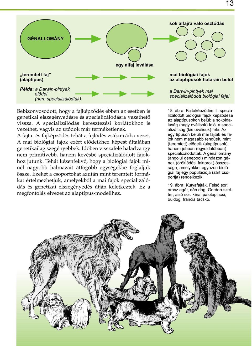 A fajta- és fajképződés tehát a fejlődés zsákutcáiba vezet. A mai biológiai fajok ezért elődeikhez képest általában genetikailag szegényebbek.