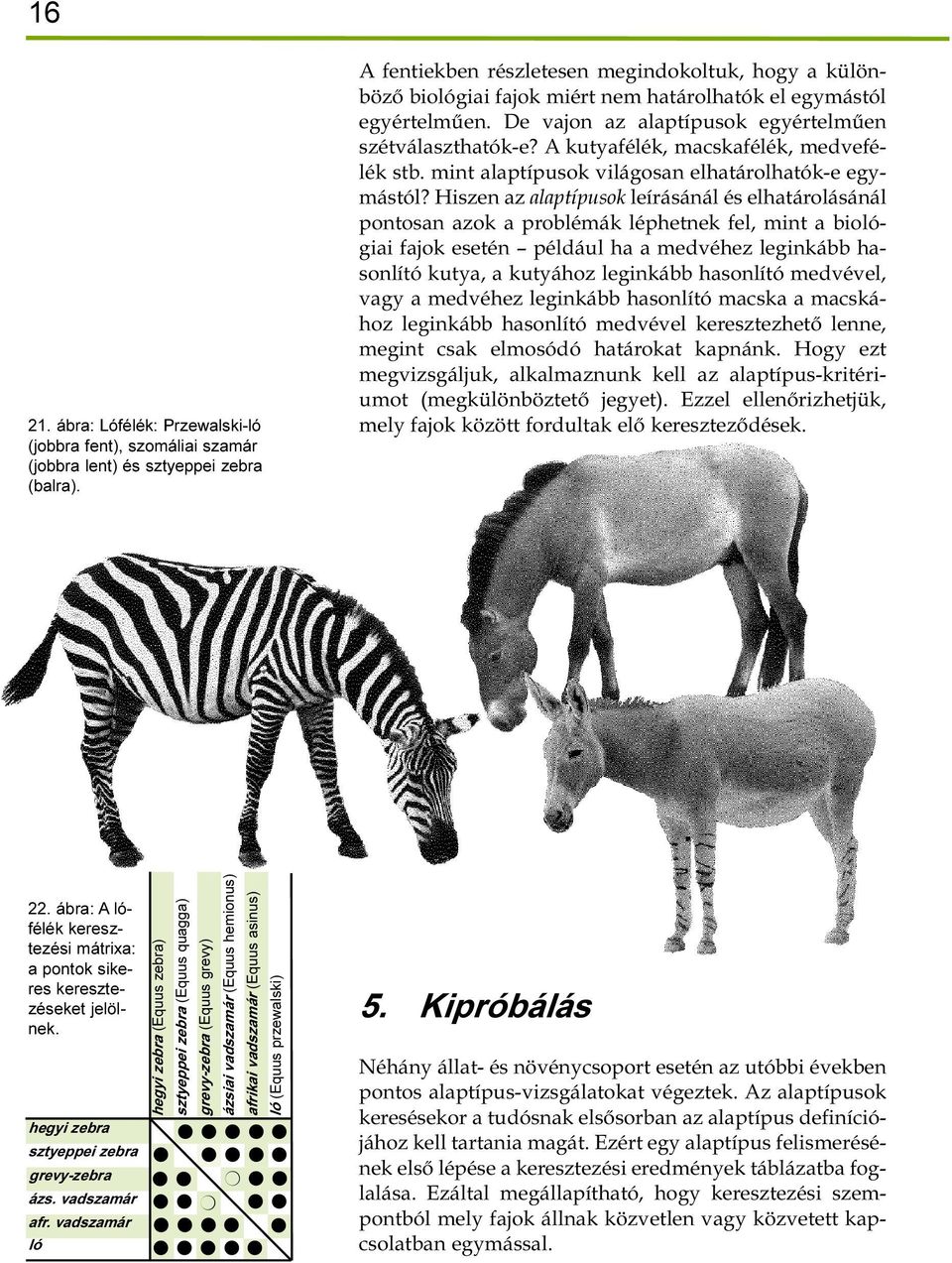 A kutyafélék, macskafélék, medvefélék stb. mint alaptípusok világosan elhatárolhatók-e egymástól?