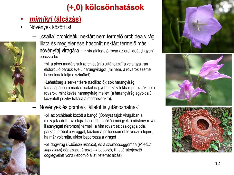 a piros madársisak (orchideánk) utánozza a vele gyakran előforduló baracklevelű harangvirágot (mi nem, a rovarok szeme hasonlónak látja a színüket) Lehetőség a serkentésre (facilitáció): sok