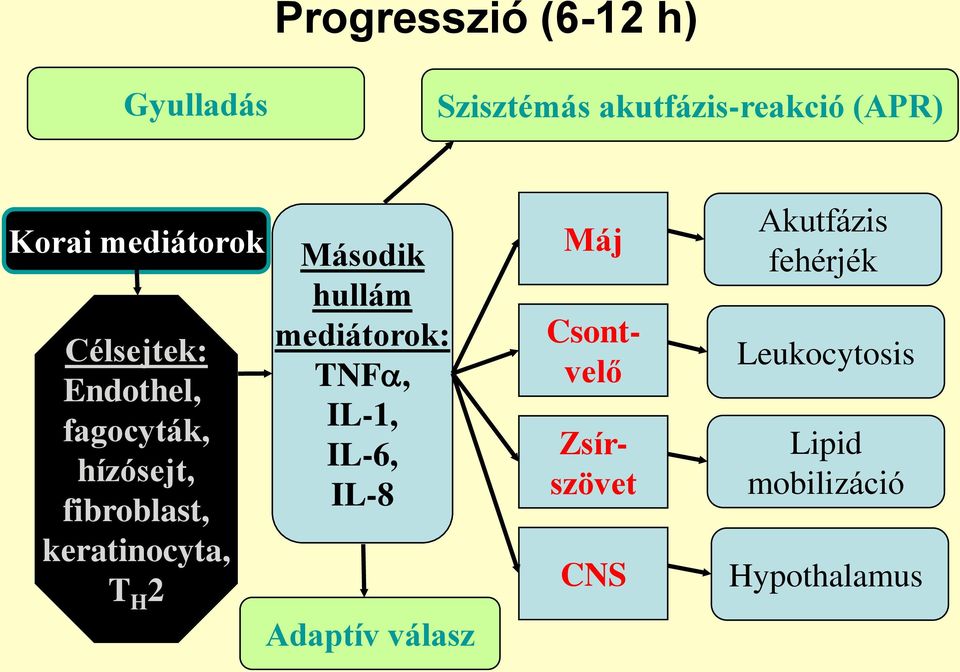 keratinocyta, T H 2 Második hullám mediátorok: TNF, IL-1, IL-6, IL-8 Adaptív