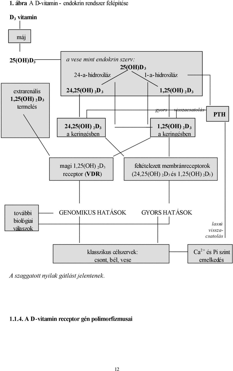 2D 3 receptor (VDR) feltételezett membránreceptorok (24,25(OH) 2D3 és 1,25(OH) 2D3) további biológiai válaszok GENOMIKUS HATÁSOK GYORS HATÁSOK lassú