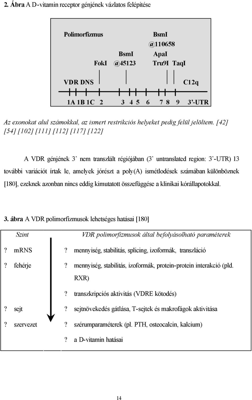 [42] [54] [102] [111] [112] [117] [122] A VDR génjének 3 nem transzlált régiójában (3 untranslated region: 3 -UTR) 13 további variációt írtak le, amelyek jórészt a poly(a) ismétlodések számában