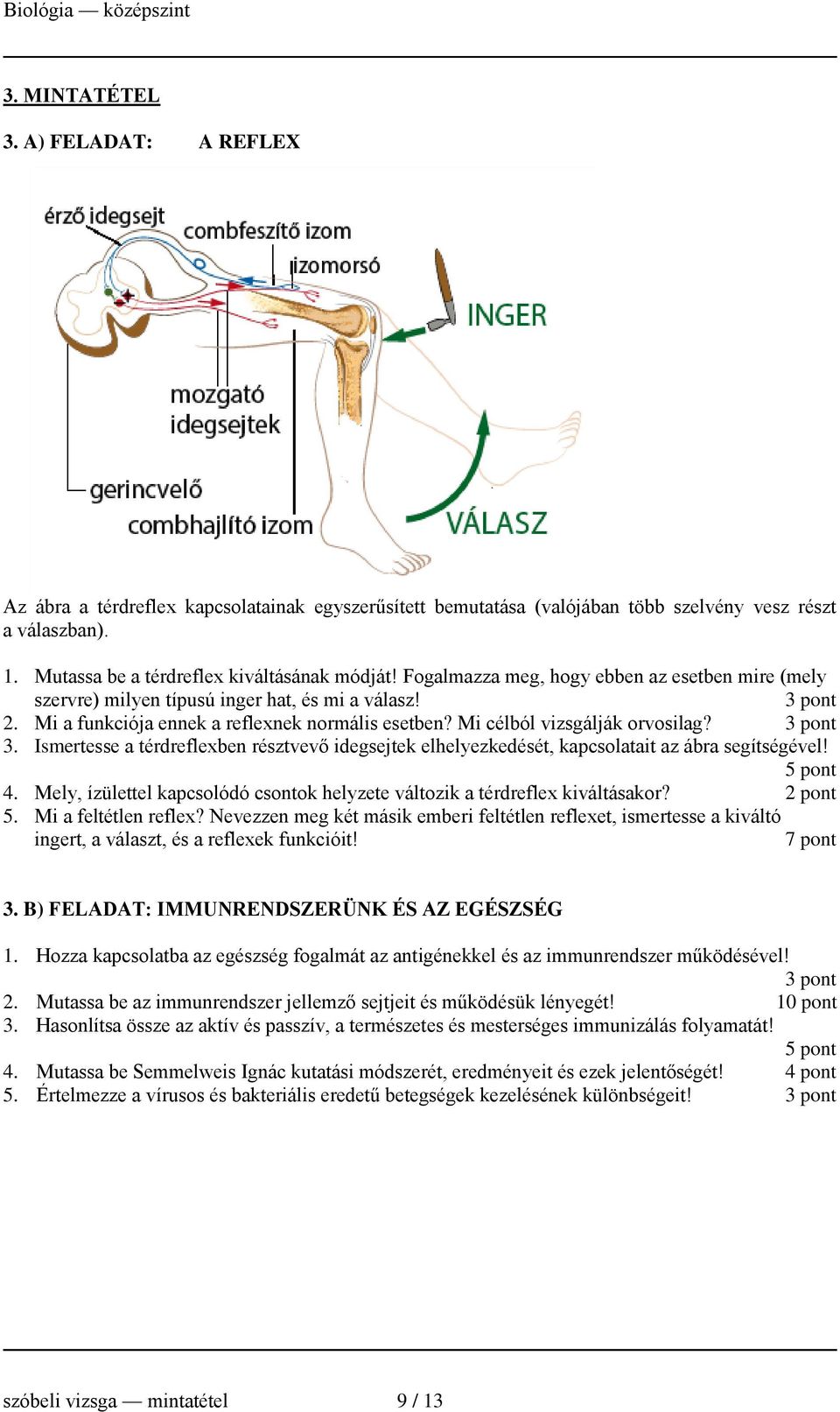 Ismertesse a térdreflexben résztvevő idegsejtek elhelyezkedését, kapcsolatait az ábra segítségével! 4. Mely, ízülettel kapcsolódó csontok helyzete változik a térdreflex kiváltásakor? 5.