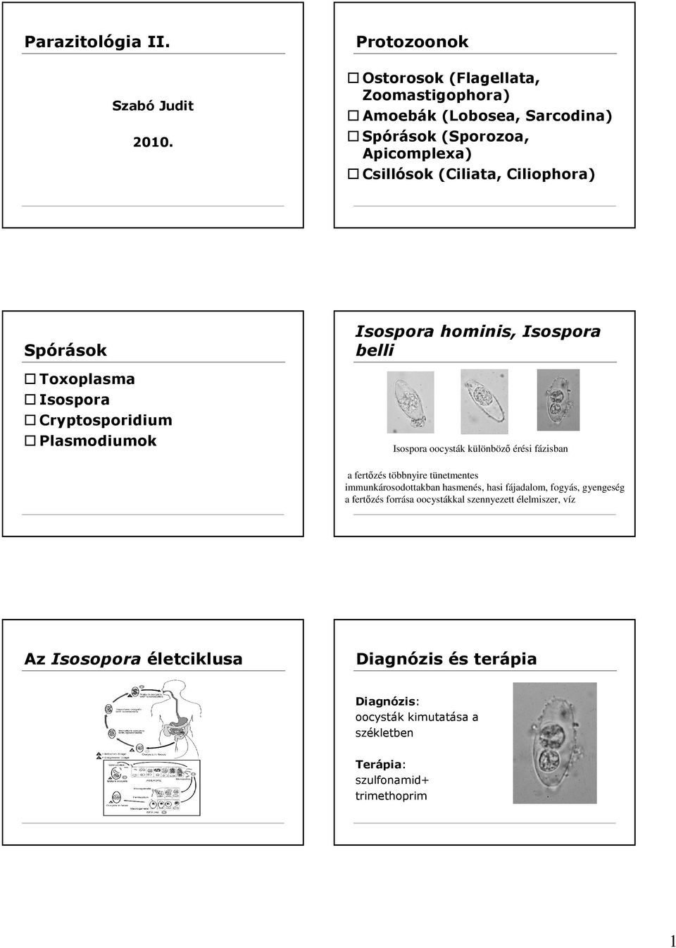 Ciliophora) Spórások Toxoplasma Isospora Cryptosporidium Plasmodiumok Isospora hominis, Isospora belli Isospora oocysták különbözı érési