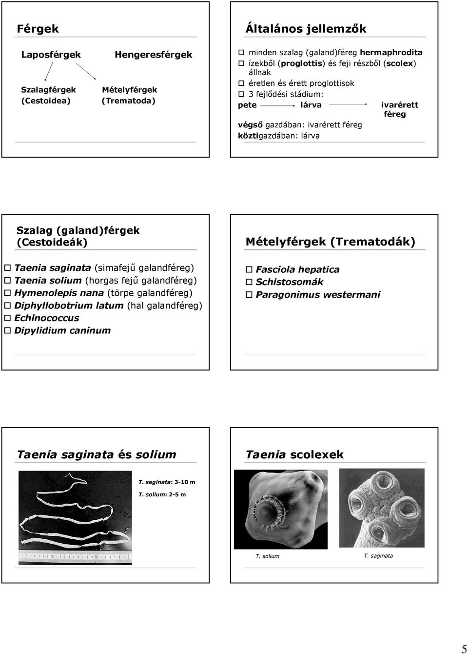 Mételyférgek (Trematodák) Taenia saginata (simafejő galandféreg) Taenia solium (horgas fejő galandféreg) Hymenolepis nana (törpe galandféreg) Diphyllobotrium latum (hal galandféreg)