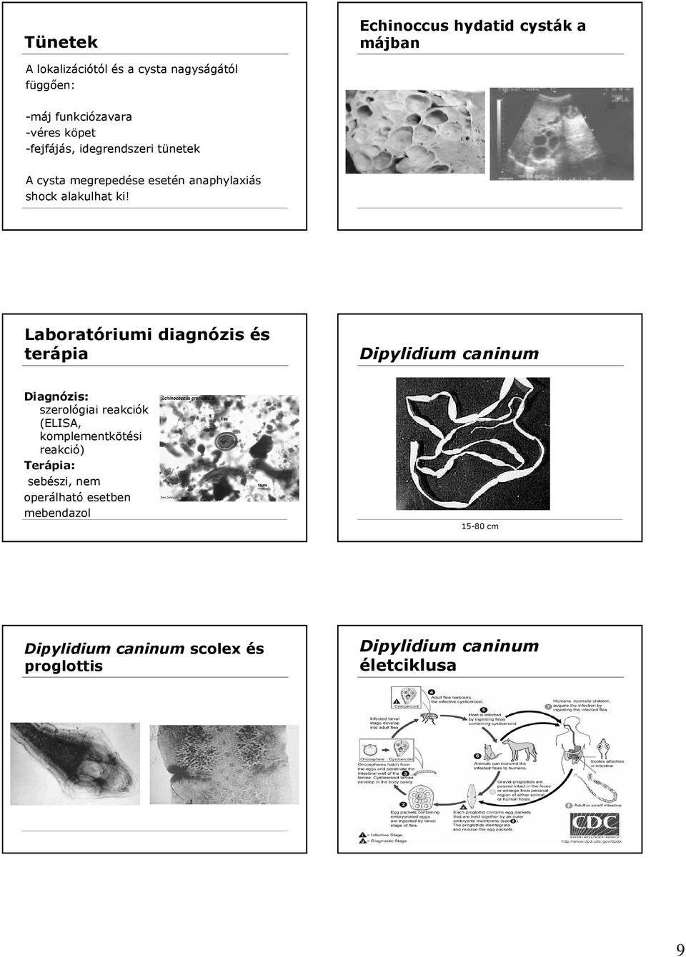 Laboratóriumi diagnózis és terápia Dipylidium caninum szerológiai reakciók (ELISA, komplementkötési reakció)
