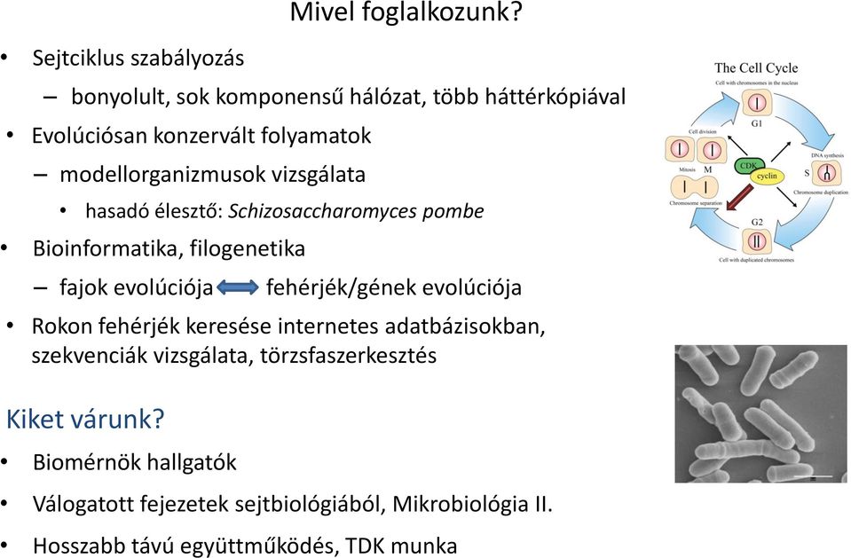 hasadó élesztő: Schizosaccharomyces pombe Bioinformatika, filogenetika fajok evolúciója fehérjék/gének evolúciója Rokon