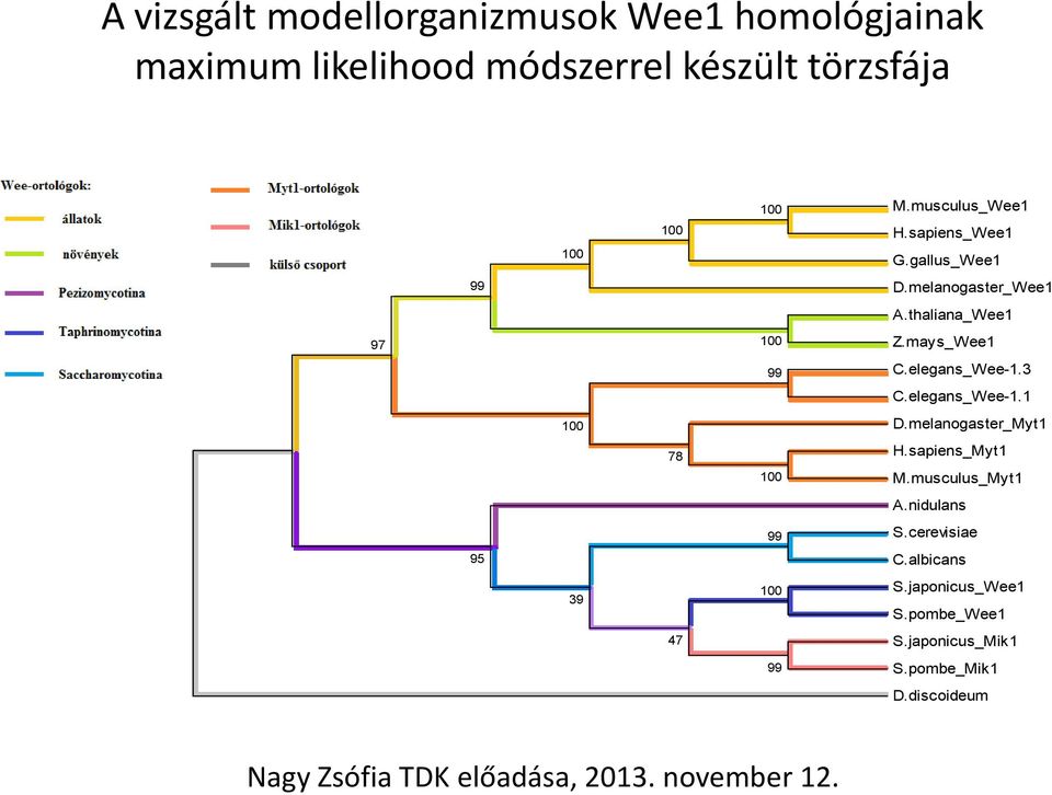 mays_Wee1 C.elegans_Wee-1.3 C.elegans_Wee-1.1 D.melanogaster_Myt1 H.sapiens_Myt1 M.musculus_Myt1 A.nidulans S.