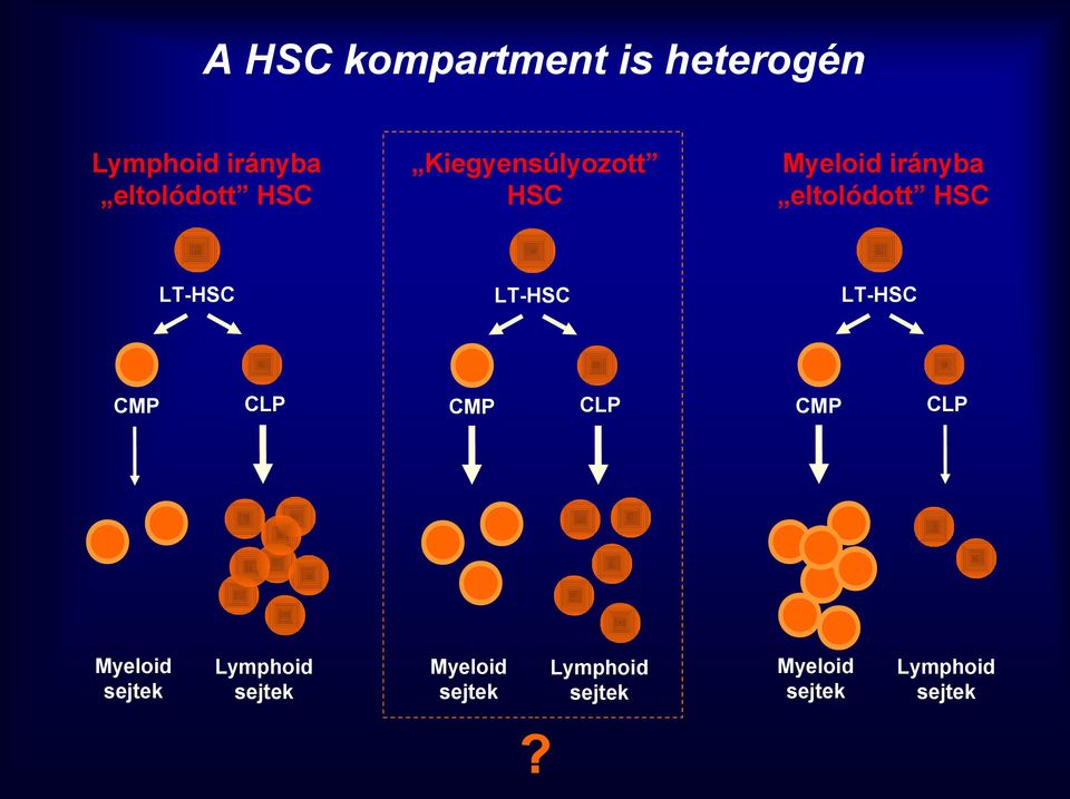 LT-HSC LT-HSC CMP CLP CMP CLP CMP CLP Myeloid sejtek Lymphoid