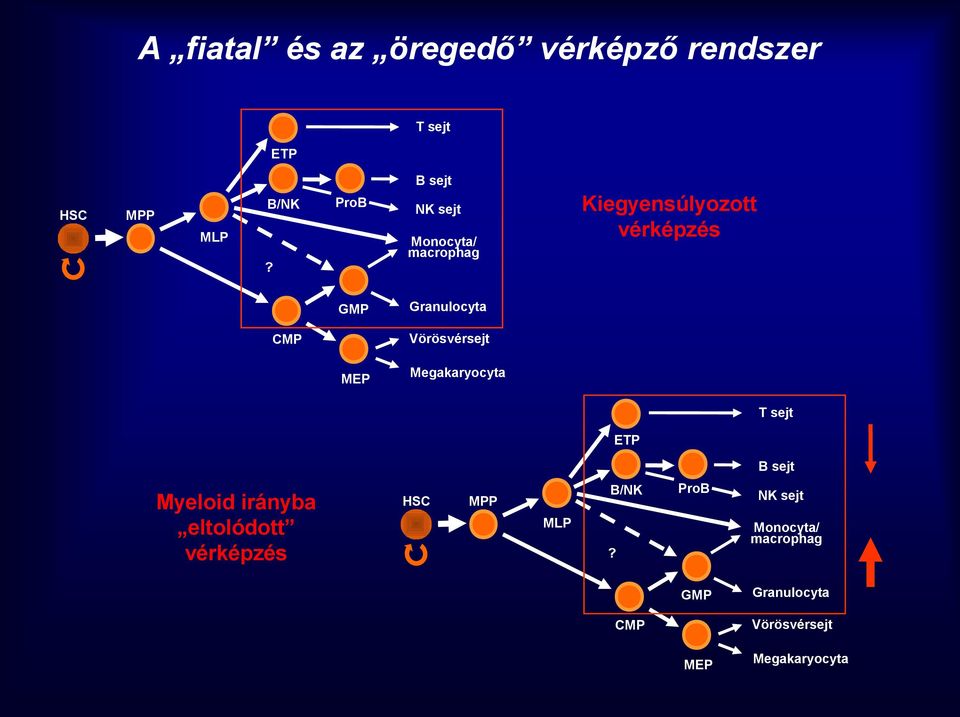 GMP Granulocyta Vörösvérsejt CMP MEP Megakaryocyta T sejt ETP B sejt Myeloid irányba