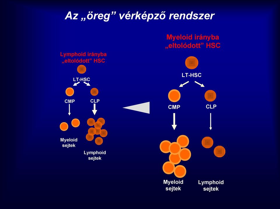HSC LT-HSC LT-HSC CMP CLP CMP CLP Myeloid