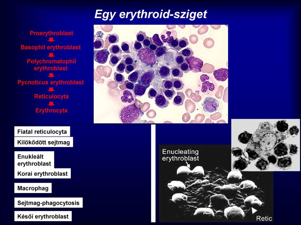 Erythrocyta Fiatal reticulocyta Kilökődött sejtmag Enukleált