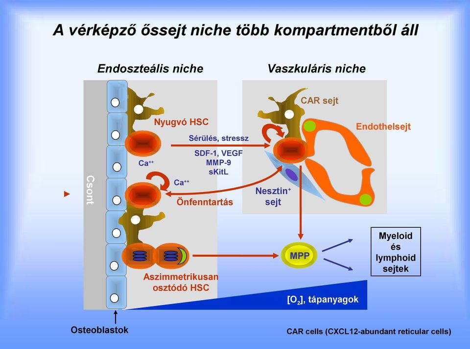 skitl ++ Ca++ Önfenntartás Nesztin+ sejt MPP Aszimmetrikusan osztódó HSC Myeloid és