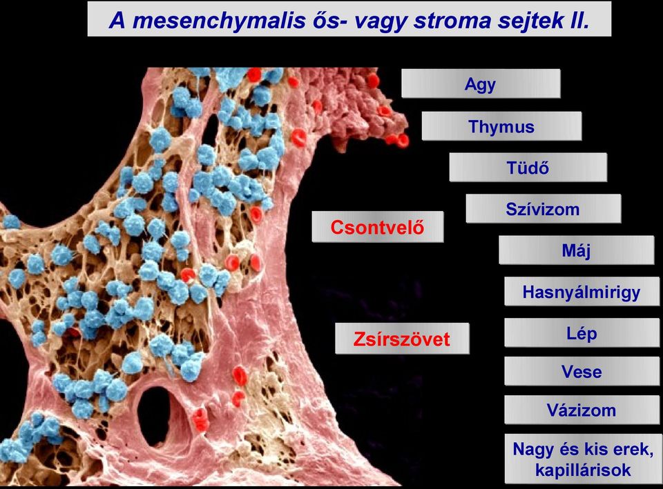 Máj Hasnyálmirigy Zsírszövet Lép Vese