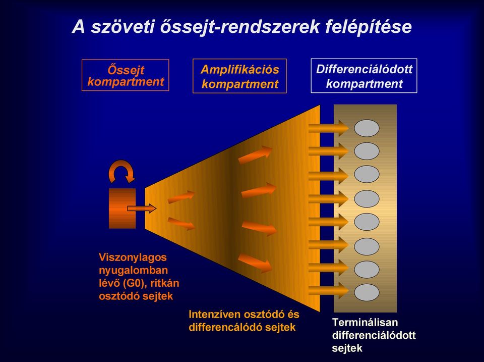 Viszonylagos nyugalomban lévő (G0), ritkán osztódó sejtek