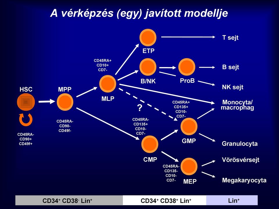 CD45RACD90+ CD49f+ CD45RACD90CD49f- CD45RACD135+ CD10CD7- CD45RA+ CD135+