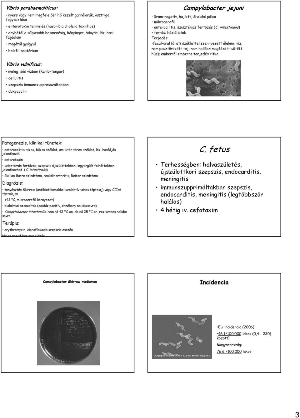 intestinalis) forrás: háziállatok Terjedés: fecaloral (állati széklettel szennyezett élelem, víz, nem pasztőrözött tej, nem kellően megfőzöttsütött hús); emberről emberre terjedés ritka Vibrio