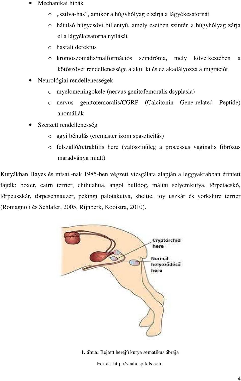 dsyplasia) o nervus genitofemoralis/cgrp (Calcitonin Gene-related Peptide) anomáliák Szerzett rendellenesség o agyi bénulás (cremaster izom spaszticitás) o felszálló/retraktilis here (valószínűleg a