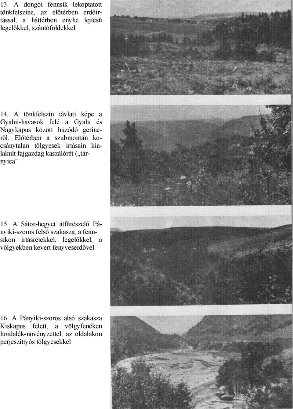 Előtérben a szubmontán kocsánytalan tölgyesek irtásain kialakult fajgazdag kaszálórét ( tárnyica 15.