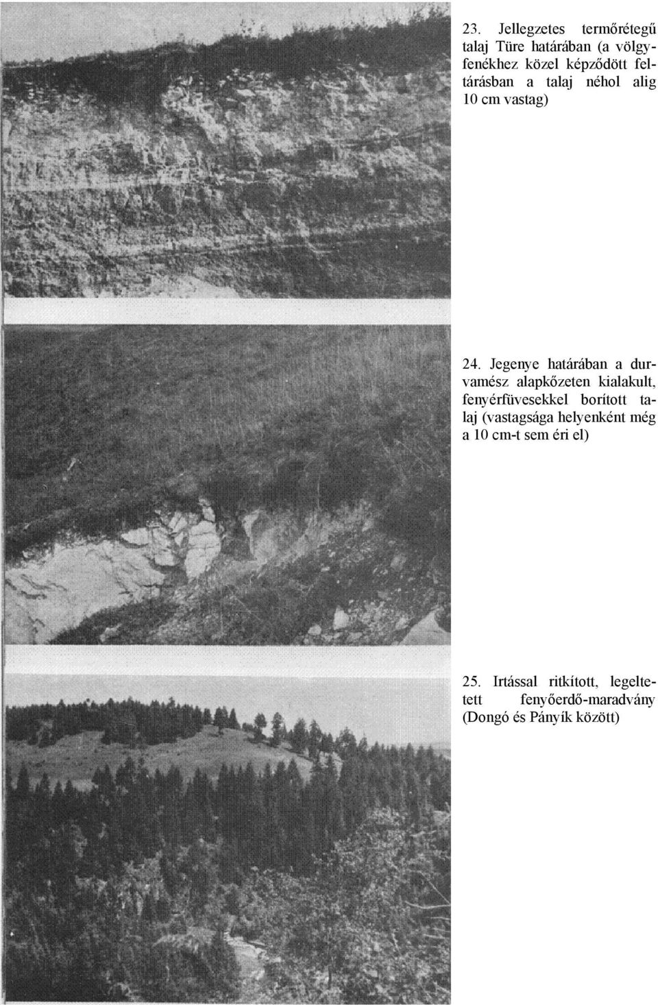Jegenye határában a durvamész alapkőzeten kialakult, fenyérfüvesekkel borított talaj