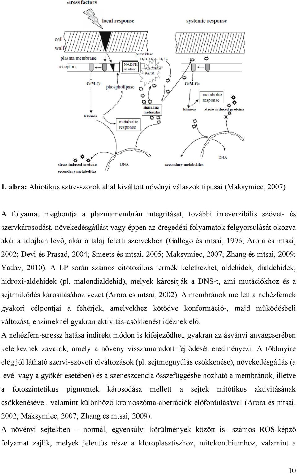 Smeets és mtsai, 2005; Maksymiec, 2007; Zhang és mtsai, 2009; Yadav, 2010). A LP során számos citotoxikus termék keletkezhet, aldehidek, dialdehidek, hidroxi-aldehidek (pl.