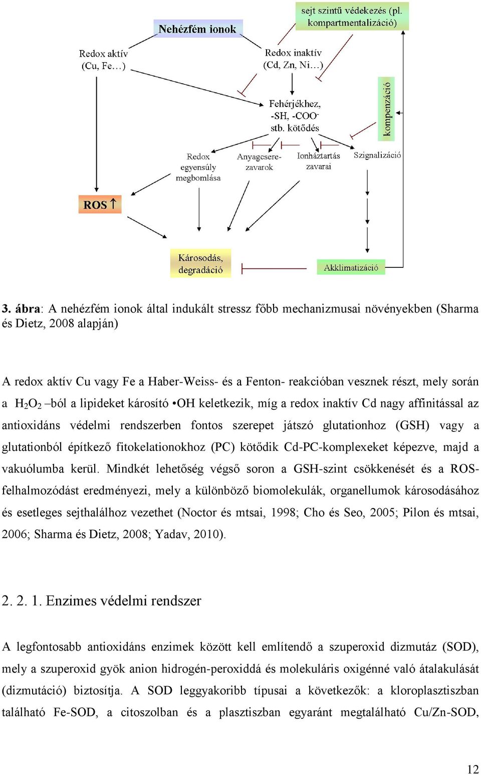 építkező fitokelationokhoz (PC) kötődik Cd-PC-komplexeket képezve, majd a vakuólumba kerül.