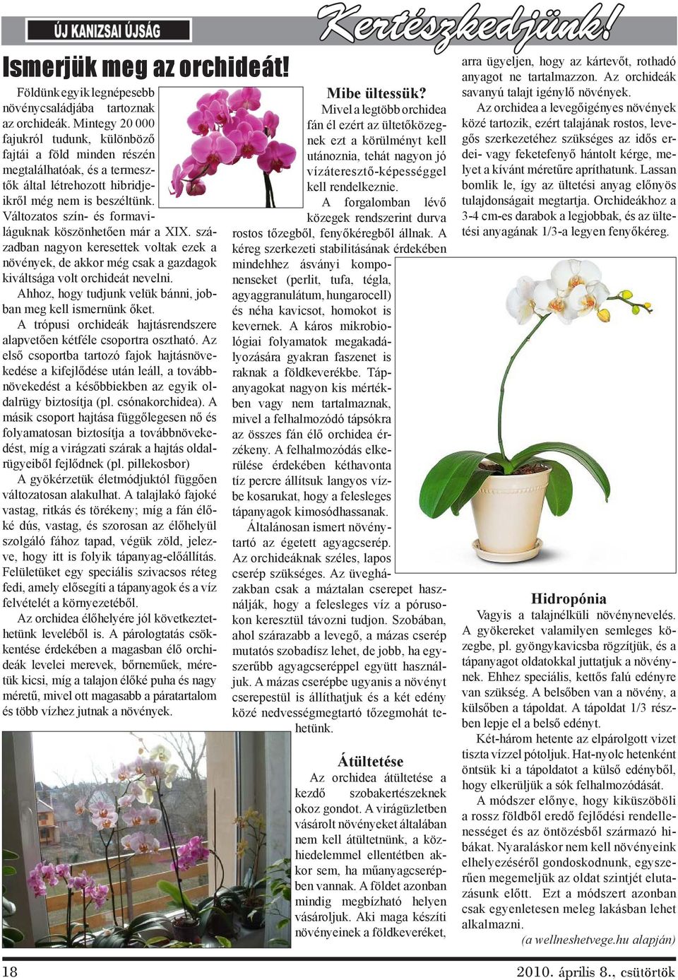 Változatos szín- és formaviláguknak köszönhetően már a XIX. században nagyon keresettek voltak ezek a növények, de akkor még csak a gazdagok kiváltsága volt orchideát nevelni.