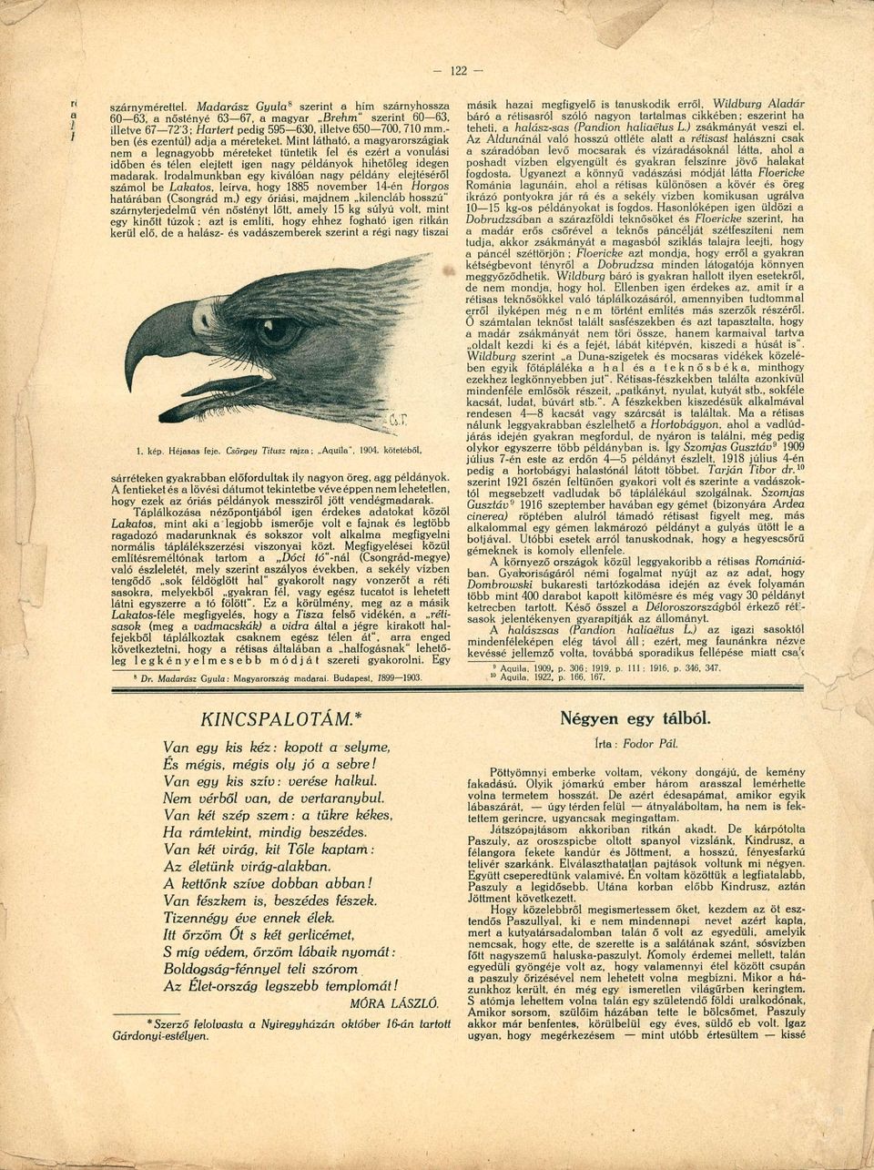 Irodalmunkban egy kiválóan nagy példány elejtéséről számol be Lakatos, leírva, hogy 1885 november 14-én Horgos határában (Csongrád m.