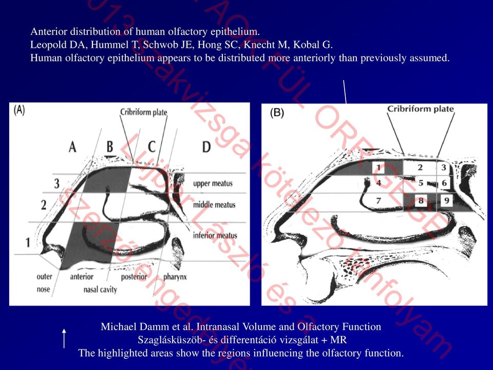 Human olfactory epithelium appears to be distributed more anteriorly than previously assumed.
