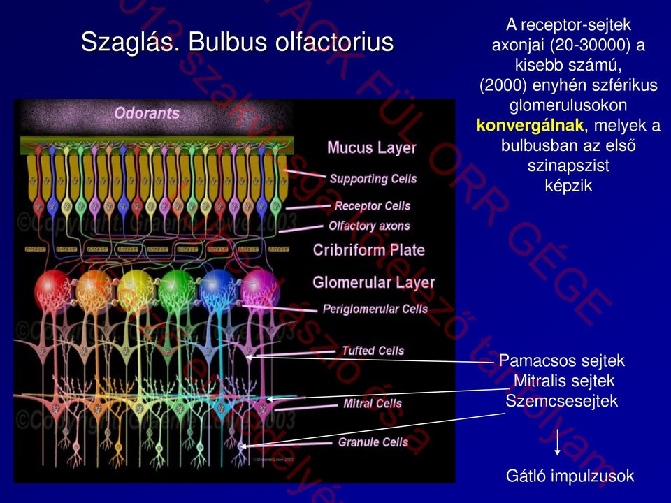 kisebb számú, (2000) enyhén szférikus glomerulusokon