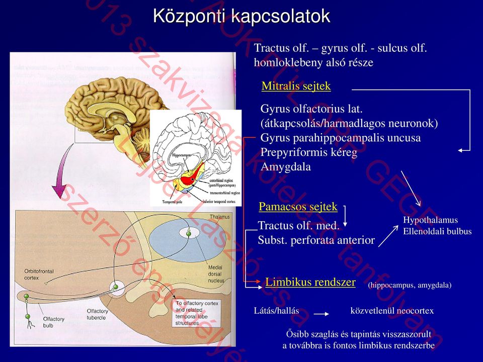 (átkapcsolás/harmadlagos neuronok) Gyrus parahippocampalis uncusa Prepyriformis kéreg Amygdala Pamacsos sejtek Tractus olf.