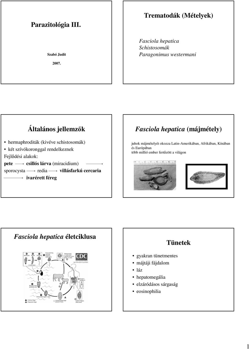 sporocysta redia villásfarkú cercaria ivarérett féreg Fasciola hepatica (májmétely) juhok májmételyét okozza Latin-Amerikában, Afrikában,