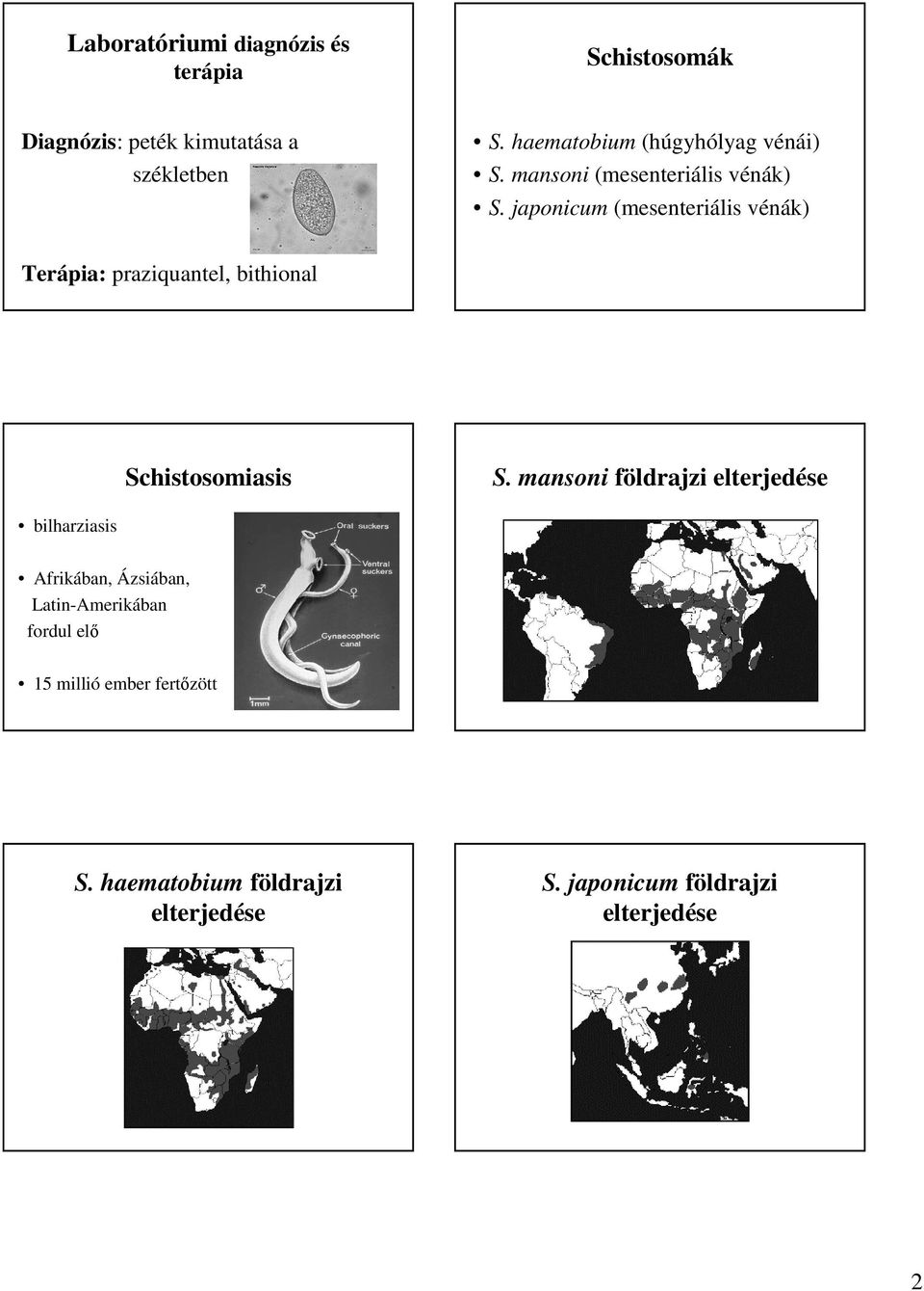 japonicum (mesenteriális vénák) Terápia: praziquantel, bithional Schistosomiasis S.