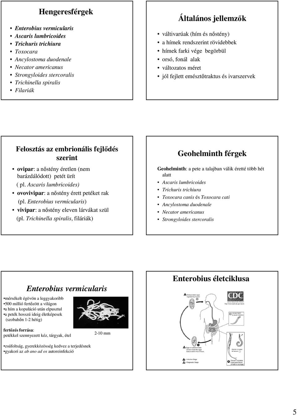 fejlıdés szerint ovipar: a nıstény éretlen (nem barázdálódott) petét ürít ( pl. Ascaris lumbricoides) ovovivipar: a nıstény érett petéket rak (pl.